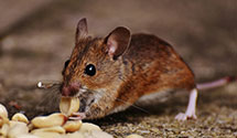 24 Hour & Emergency Exterminators in Bristolville, OH